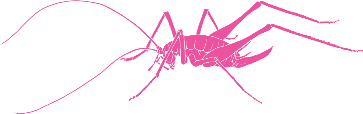 Cave Cricket